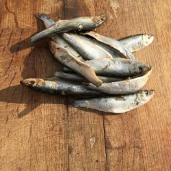 HR Fish Whole Oily (Sprats) WD 1kg