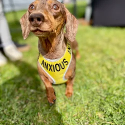 My Anxious Dog Harness Small