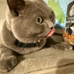 Cat Treats