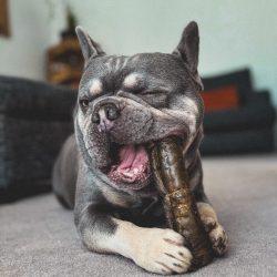 Dog Treats